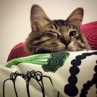 10809995_472449172893566_1369212288_n