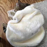 20170105125745_IMG_1184