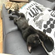 20170709152854_IMG_1359