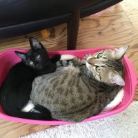 20170713072703_IMG_1390