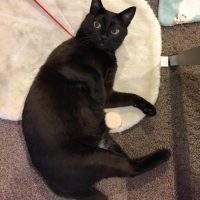 46122922_854749094916237_1828419555198377373_n