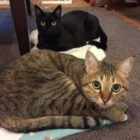 46354133_342141769911699_9152557680661001943_n